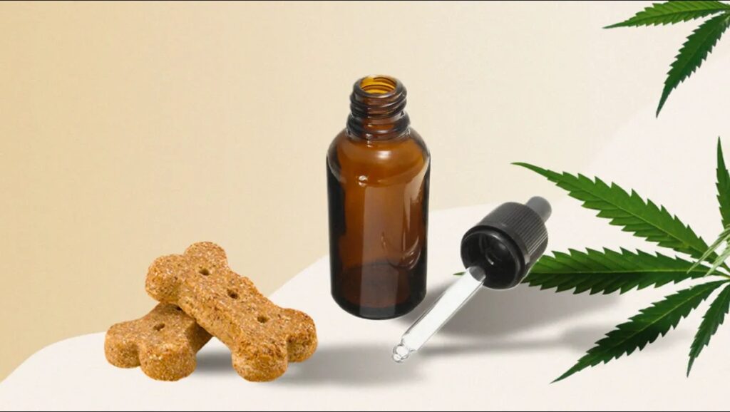 CBD Dog Treats vs CBD Oil